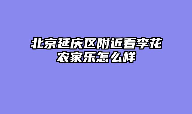 北京延庆区附近看李花农家乐怎么样