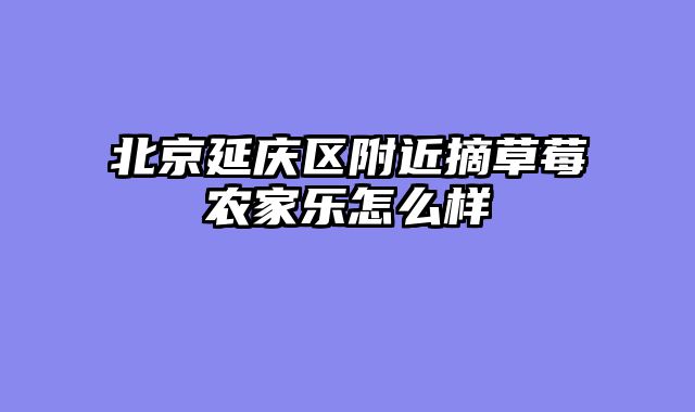 北京延庆区附近摘草莓农家乐怎么样